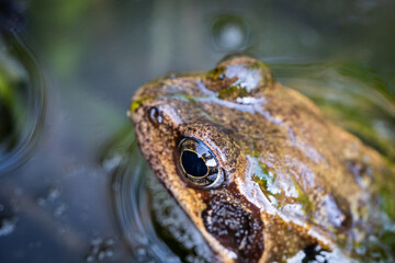 Frog sitting in a pond