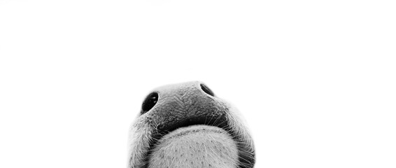 Close up of nosey baby cow nose peeking from isolated white background, curious calf.