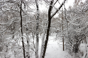 view of the trees covered with freshly fallen snow