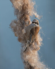 Eurasian Penduline Tit (Remiz pendulinus) collected its nesting material from the Bulrush.