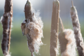 Eurasian Penduline Tit (Remiz pendulinus) collected its nesting material from the Bulrush.