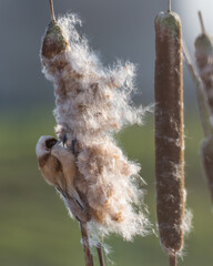 Eurasian Penduline Tit (Remiz pendulinus) collected its nesting material from the Bulrush.