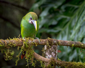 Toucan looking down from a moss-filled stick