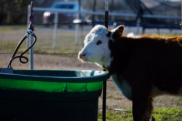 Hereford calf at water trough on farm, animal hydration. © ccestep8
