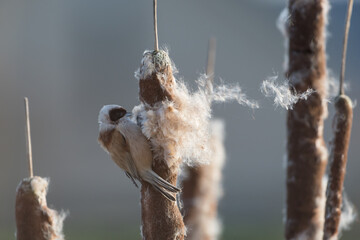 Eurasian Penduline Tit (Remiz pendulinus) collected its nesting material from the Bulrush.