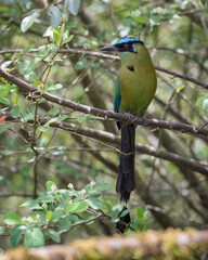 Colorful long-tailed bird perched among the branches of a tree