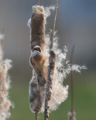Eurasian Penduline Tit (Remiz pendulinus) collected its nesting material from the Bulrush.