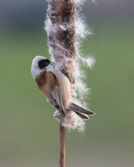Eurasian Penduline Tit (Remiz pendulinus) collected its nesting material from the Bulrush.