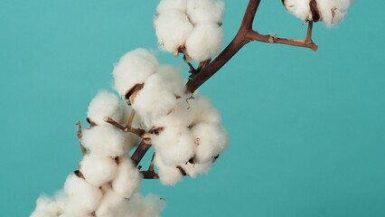 Cotton branch. Real delicate soft and gentle natural white cotton balls flower branches on blue light green background. Flowers composition. japanese minimal style. nature and cotton flowers concept

