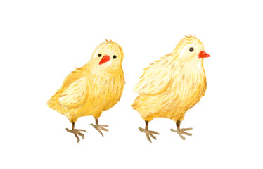 animal, art, artwork, baby, background, beak, bird, card, character, chick, chicken, cock, cockerel, collection, cute, drawing, drawn, easter, farm, farming, fluffy, food, fowl, free, hand, happy, hen