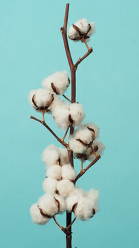 Cotton branch. Real delicate soft and gentle natural white cotton balls flower branches on blue light green background. Flowers composition. japanese minimal style. nature and cotton flowers concept
