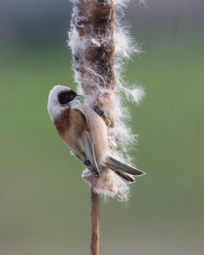 Eurasian Penduline Tit (Remiz pendulinus) collected its nesting material from the Bulrush.