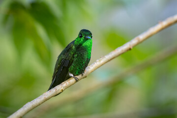 Hummingbird showing the iridescence of its plumage from a diagonal branch