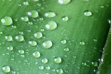 Vegetable green natural background