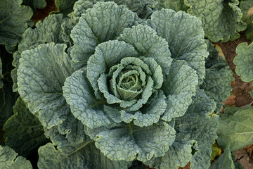 close-up of savoy cabbage on a field