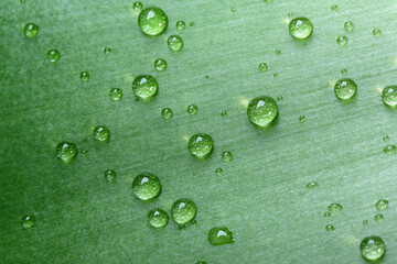 Vegetable green natural background