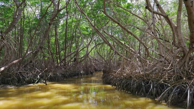 Camera moves through mangrove forest in the jungle of Mexico. Canal with water in middle of mangroves