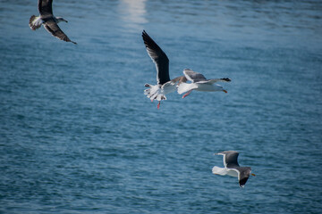 Birds soar over the pacific ocean in Los Angeles 