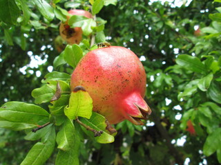 a pomegranate grows on a branch