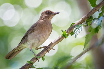 Common bird perched on a branch with small leaves with a circular green bokeh in the background