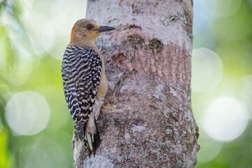Woodpecker holding onto a tree as it searches for food in its bark