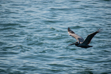 Birds soar over the pacific ocean in Los Angeles 