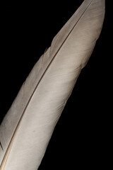 gray dove feather on black isolated background