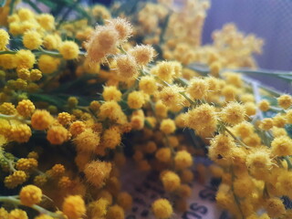 Mimosa bouquet on brown background