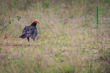 Vulture searching for food scraps in the grass