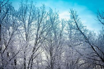 Fototapeta na wymiar Trees and beautiful birch-blue sky.