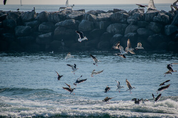 Birds soar over the pacific ocean in Los Angeles 