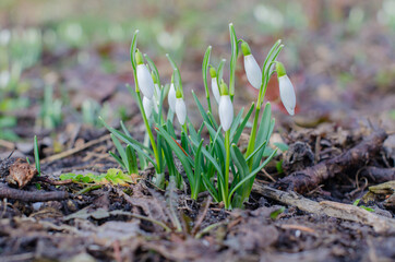 White snowdrops bloom in the garden. Early spring flowers. Galanthus nivalis. Flowers in February, March. 