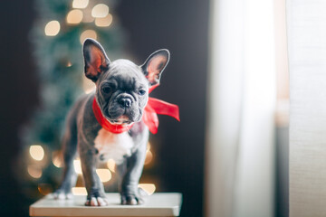 Young French Bulldog wearing red bow for Christmas