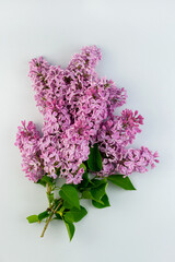 Lilac branch flower blooming bouquet top view. Spring, summer plant on pastel background