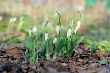 Beautiful spring flowers bloom in the garden. White snowdrops. Galanthus nivalis