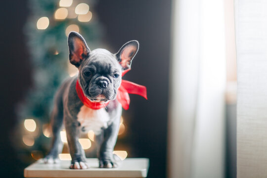 Young French Bulldog wearing red bow for Christmas