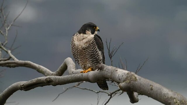 Peregrine Falcon Video Clip in 4k