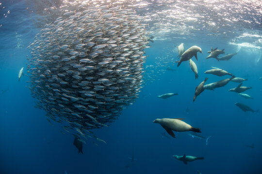 Sea lions hunting and feeding on mackerel baitballs