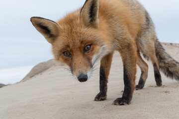 A curious fox came to say hello, photographed in the dunes of the Netherlands.