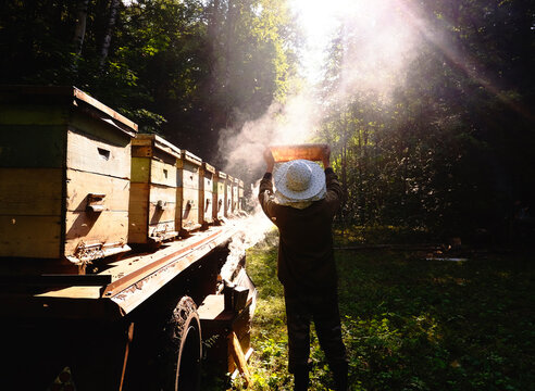 Beekeeper checking beehive against sunlight in farm, Ural, Bashkortostan, Russia