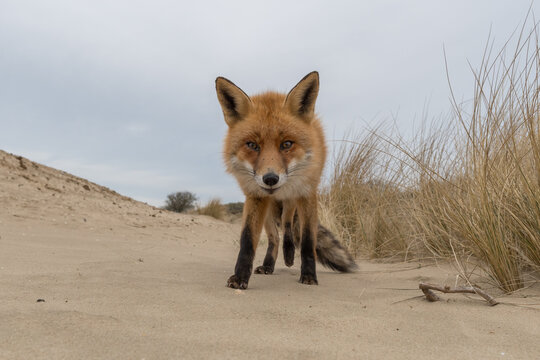 A curious fox came to say hello, photographed in the dunes of the Netherlands.