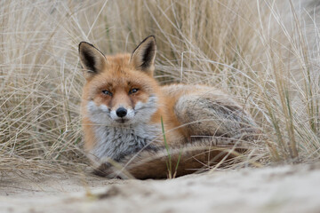 Red fox is relaxing out of the wind, photographed in the dunes of the Netherlands.