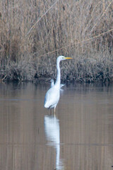 White bird fishing on The Swamp.The Great Egret (Ardea Alba), Also Known As The Common Egret or...