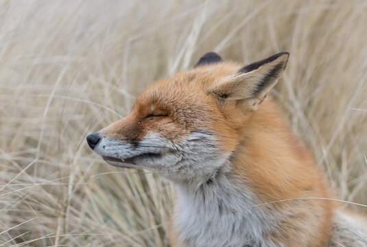 Red fox is relaxing out of the wind, photographed in the dunes of the Netherlands.