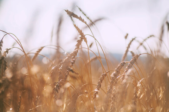 Ears of wheat in wheat field, close up