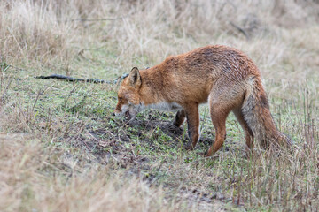 Naklejka na ściany i meble Red Fox is looking for his food supply that he had hidden underground. Which he also found after putting his head in the ground, photographed in the dunes of the Netherlands.