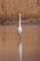 White bird fishing on The Swamp.The Great Egret (Ardea Alba), Also Known As The Common Egret or...
