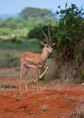 Grant's Gazelle