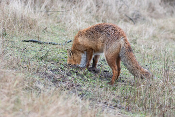 Red Fox is looking for his food supply that he had hidden underground. Which he also found after putting his head in the ground, photographed in the dunes of the Netherlands.