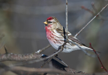 Common Redpoll